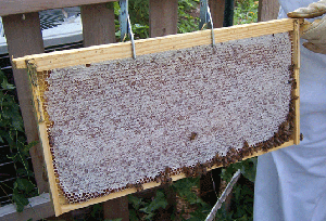 Frame with few bees