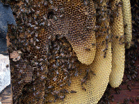 Closeup of Hive