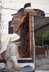 Exposed Hive