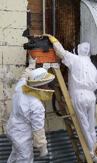 Vacuuming Hive