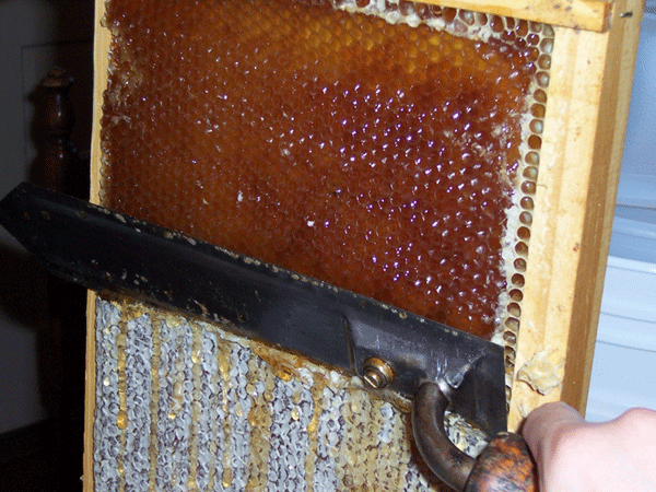 Uncapping Honey