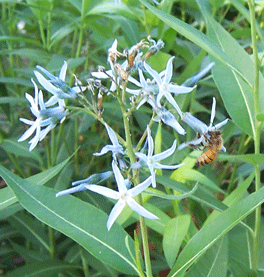 Amsonia with Honey Bee