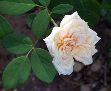 buff beauty rose