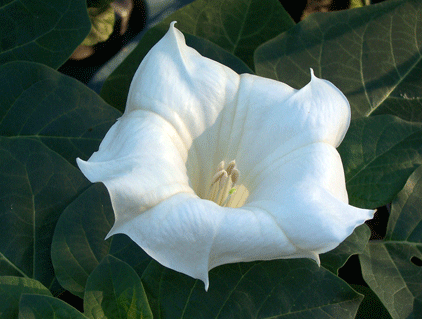 Datura