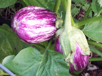 Eggplant