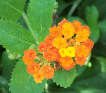 Lantana