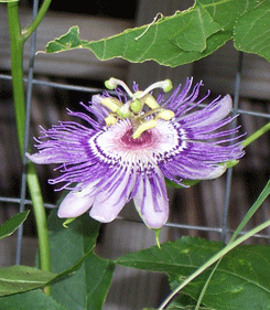 Passion Flower