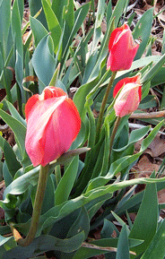 Antique Tulips