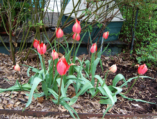 Antique Tulips