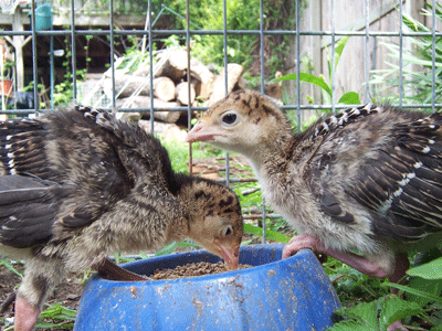 bronze turkey