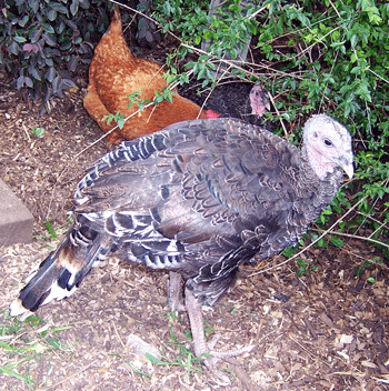 bronze turkey