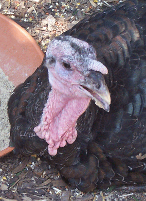 bronze turkey