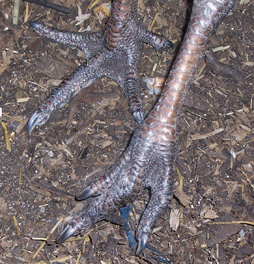 bronze turkey feet