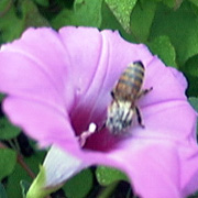 Bee in Flower