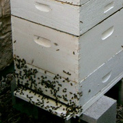 Hive