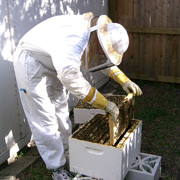 Hive Inspection