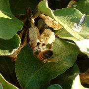 Bee on Bush